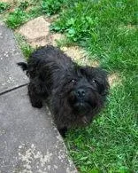 An adult medium-sized male Cairn Terrier dog named Fitz for adoption in Newport, KY