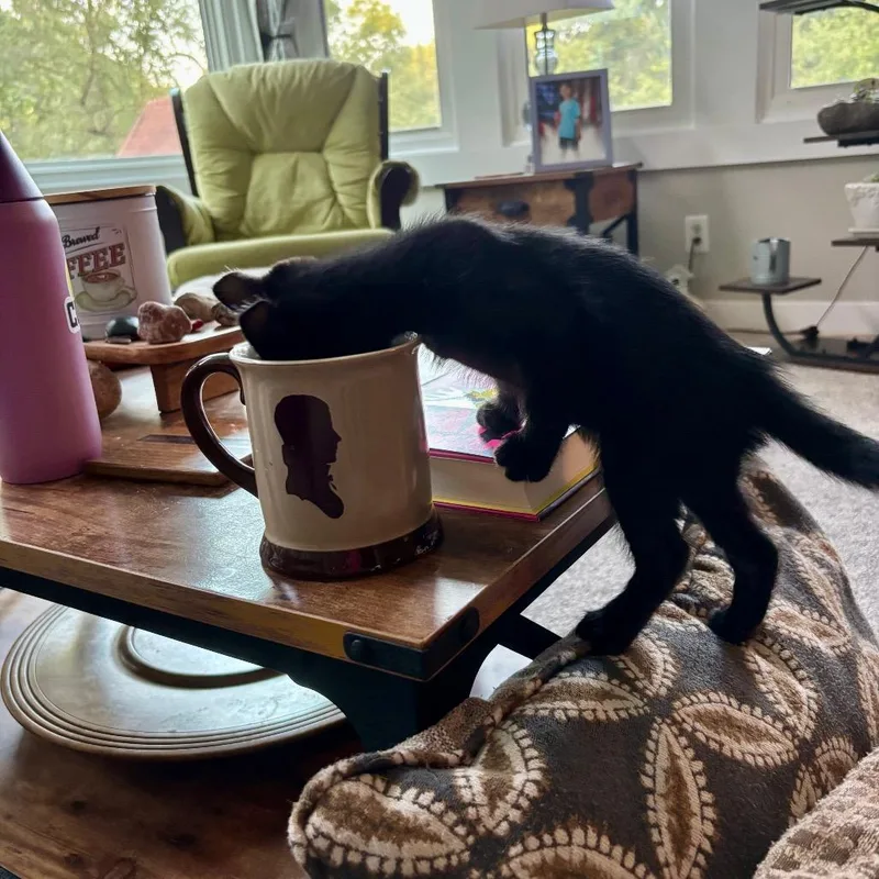 A baby small-sized male Domestic Short Hair cat named Bagheera for adoption in Portage, MI