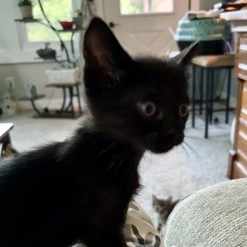 Bagheera thumbnail 2