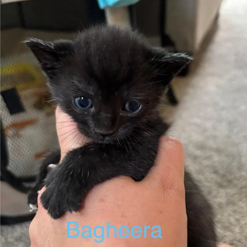 Bagheera thumbnail 3