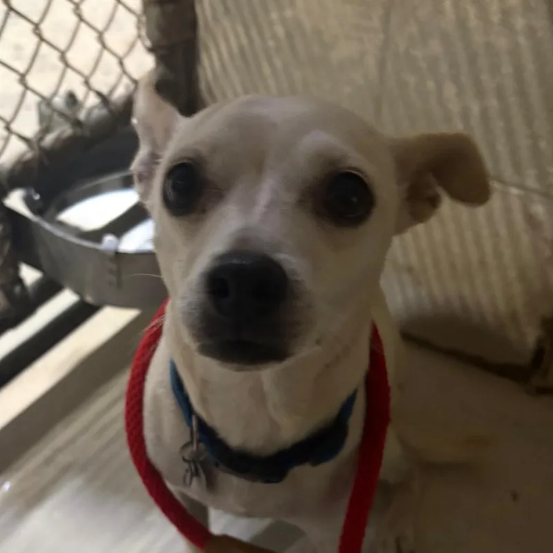 An adult small-sized female White / Cream Mixed Breed dog named Penny for adoption in Milton, FL