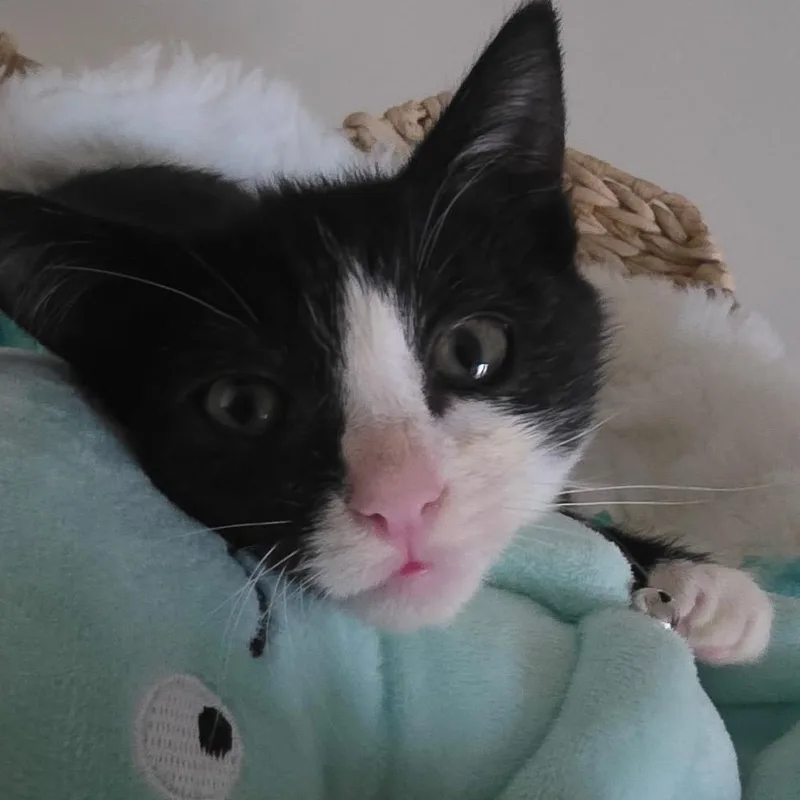 A baby small-sized female Black Domestic Short Hair cat named Phoebe for adoption in Long Beach, CA