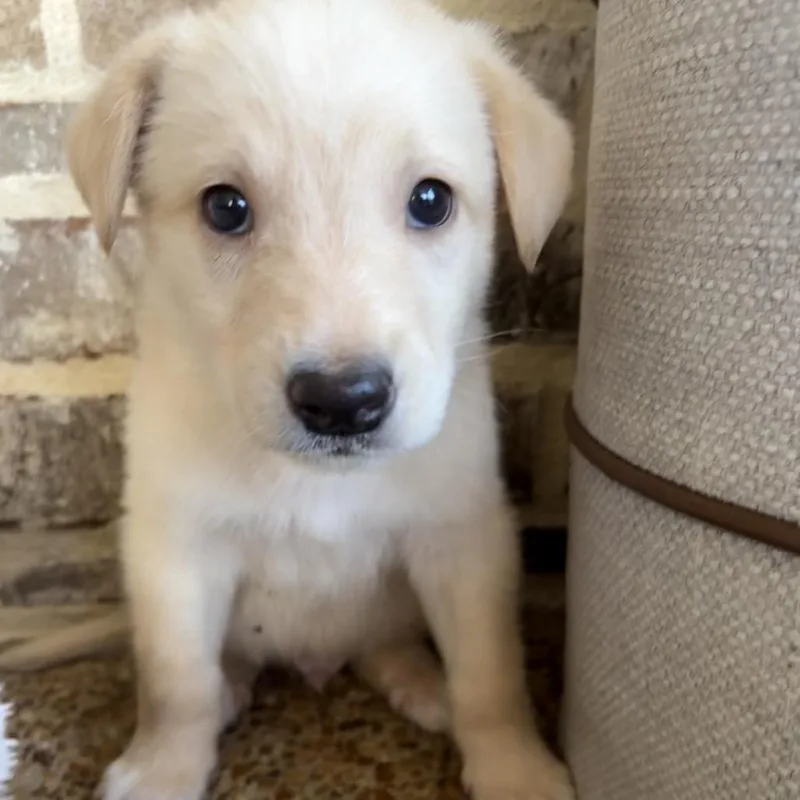 A baby medium-sized male Golden Retriever dog named Rogue for adoption in Cordova, TN