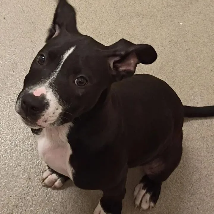 A baby medium-sized female Black Pit Bull Terrier dog named Meeka for adoption in Lynchburg, VA