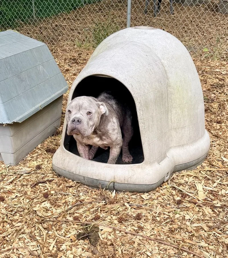A senior medium-sized female Gray / Blue / Silver American Bully dog named Pearl for adoption in Petersburg, VA