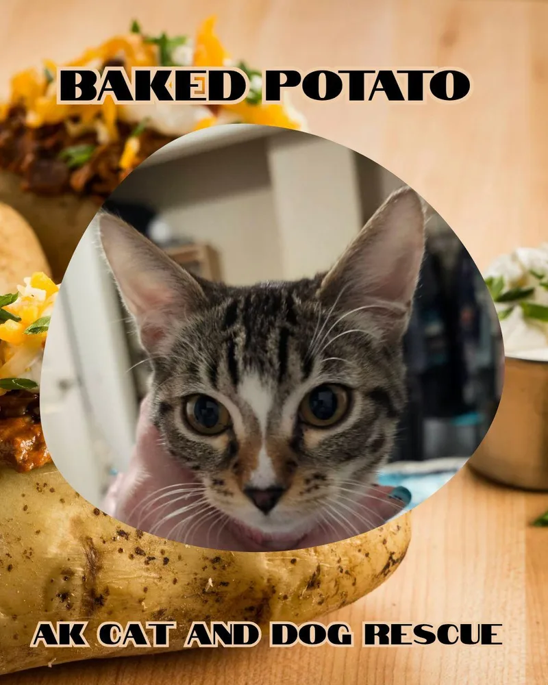 A young small-sized female Domestic Short Hair cat named Baked Potato for adoption in Wasilla, AK