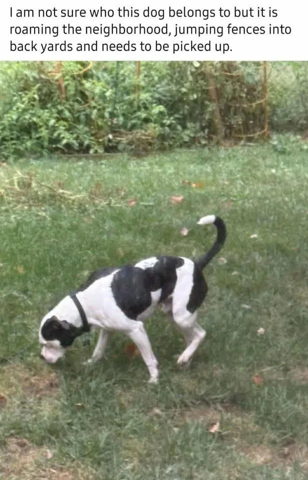 Capone Cl thumbnail 2