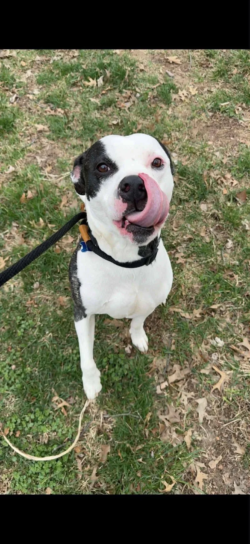 Capone Cl thumbnail 3