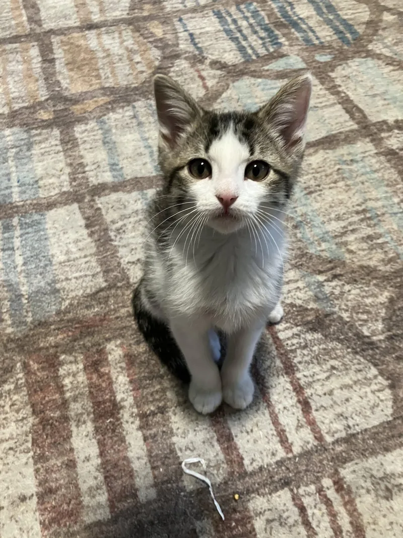 A baby small-sized male White Domestic Short Hair cat named Charlie for adoption in Manhattan, KS