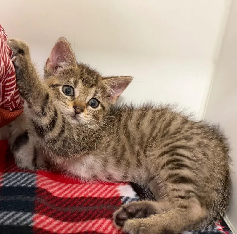 A baby medium-sized male Domestic Short Hair cat named Jordy for adoption in Columbia, IL