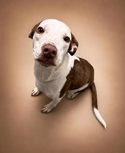 A young small-sized male Pit Bull Terrier dog named Red for adoption in Bowling Green, KY