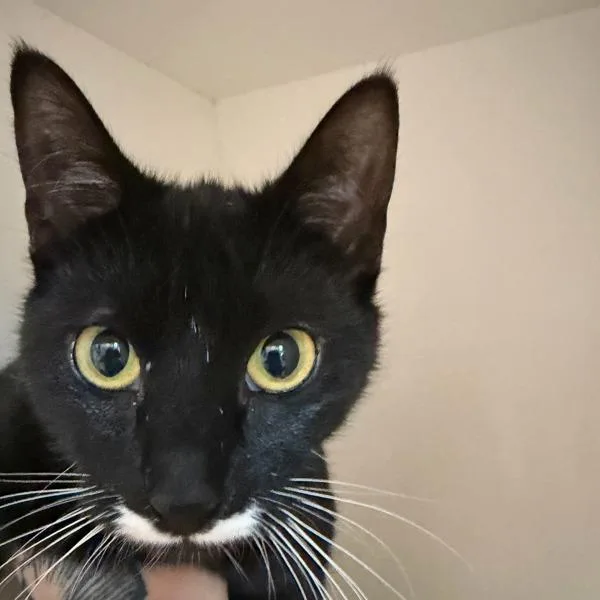 A young small-sized female Domestic Short Hair cat named Dorothy for adoption in Des Moines, IA