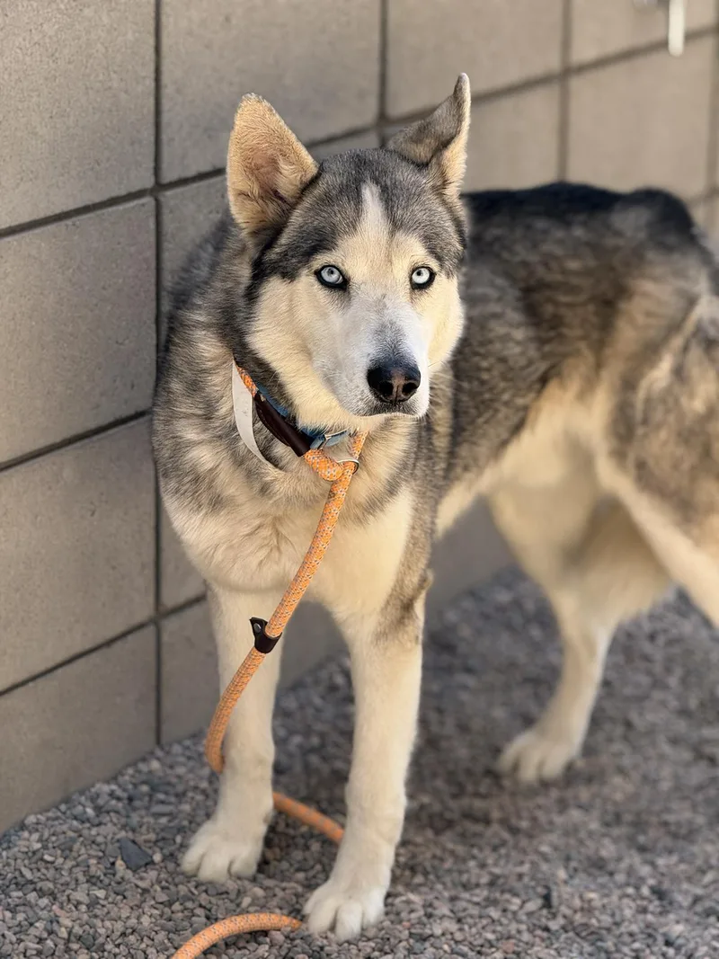 An adult medium-sized male Gray / Blue / Silver Siberian Husky dog named Pogo for adoption in Scottsdale, AZ