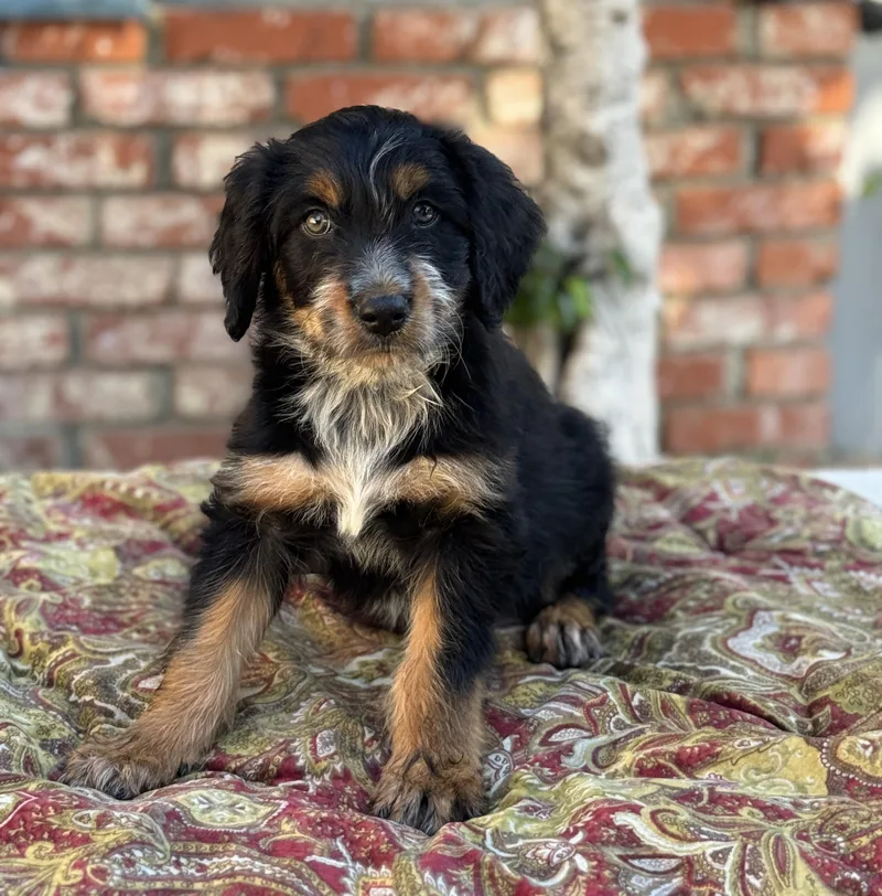 A baby medium-sized female Tricolor (Brown, Black, & White) Australian Cattle Dog / Blue Heeler dog named Bellini for adoption in Van Nuys, CA