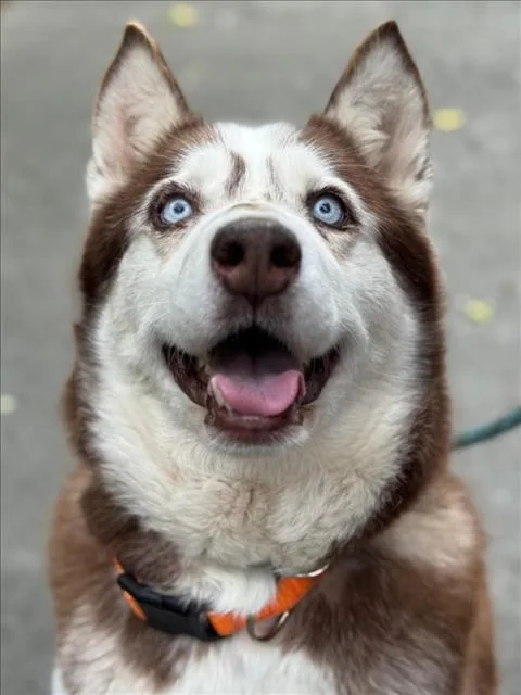 An adult large-sized female Siberian Husky dog named Kisha for adoption in Woodland, CA