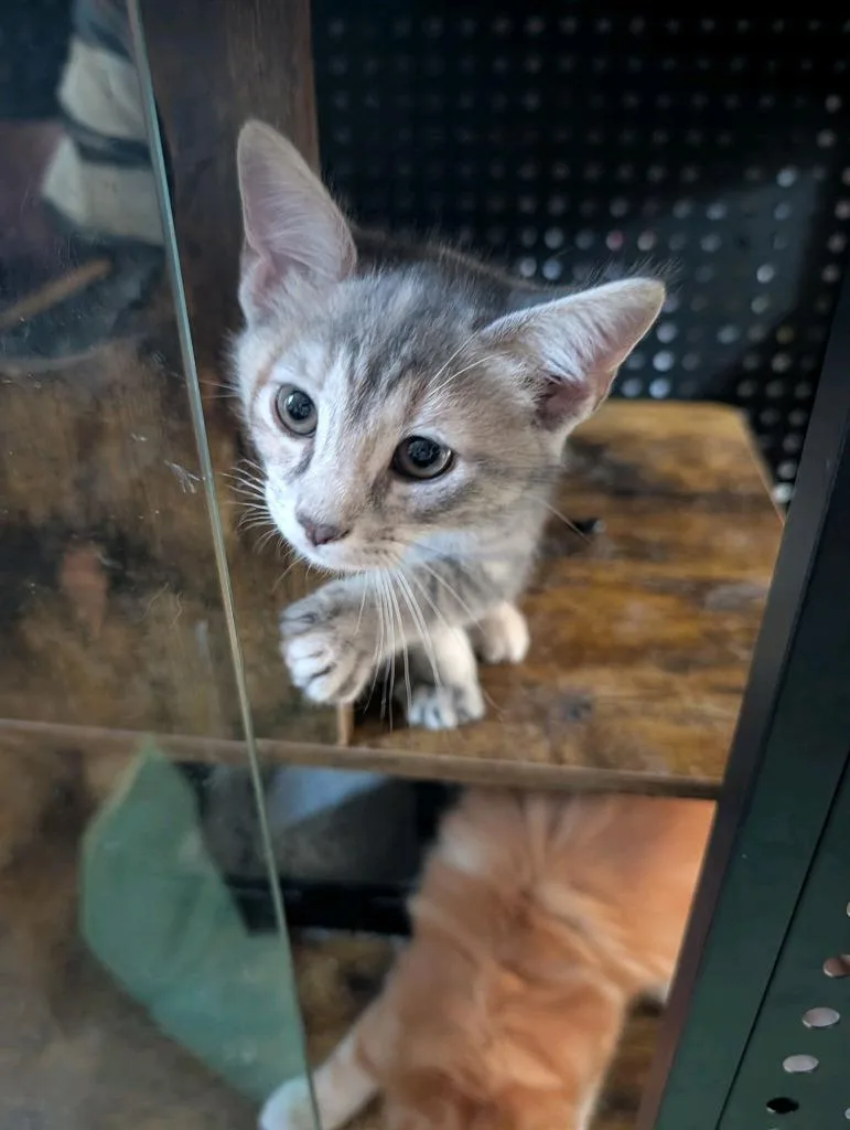 A baby medium-sized female Domestic Short Hair cat named Bruschetta for adoption in Johnson City, TN