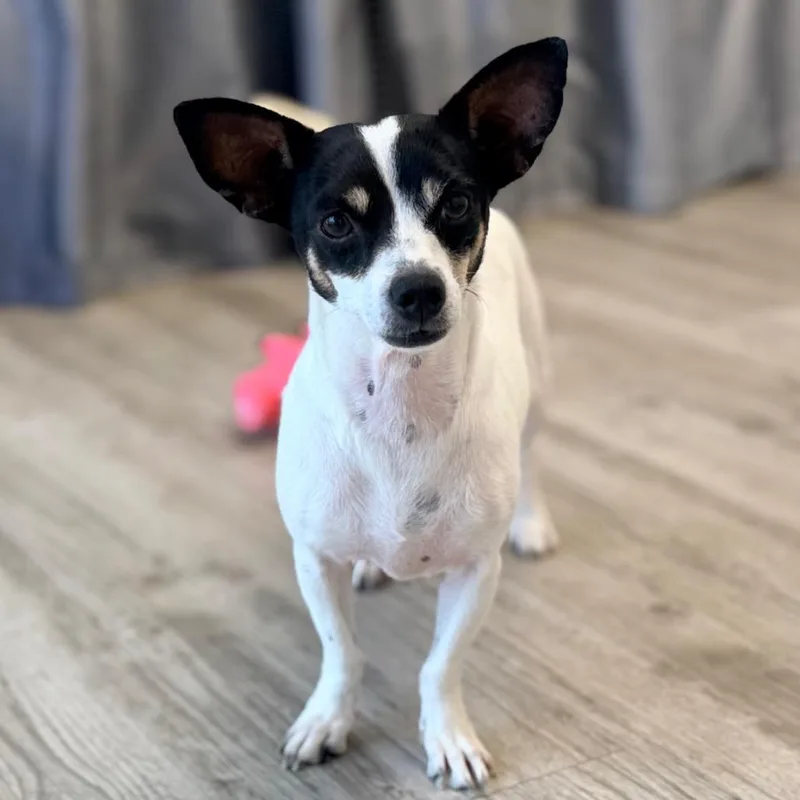 An adult small-sized female White / Cream Rat Terrier dog named Courage for adoption in Green Bay, WI