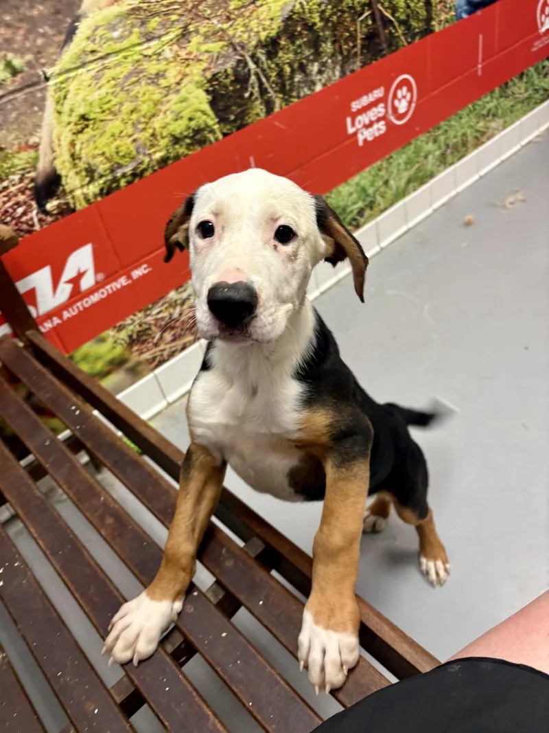 A baby large-sized male Yellow / Tan / Blond / Fawn Hound dog named West for adoption in Lafayette, IN