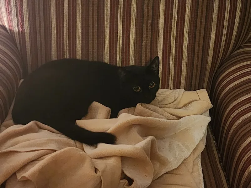 Papillion thumbnail 2