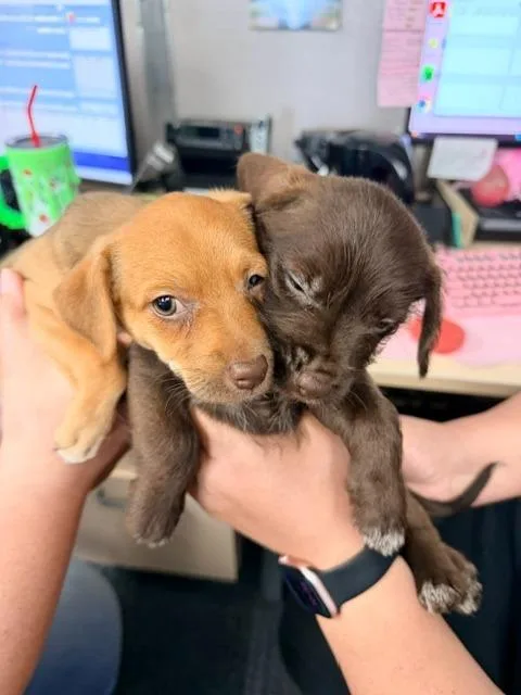 A baby small-sized male Dachshund dog named Chocolate Delight for adoption in Los Angeles, CA