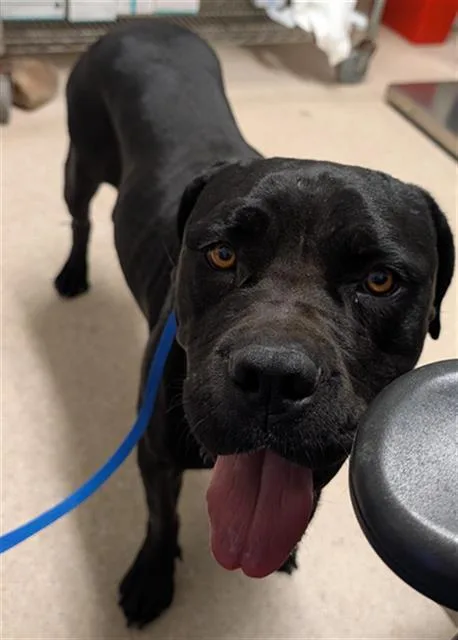 An adult large-sized female Cane Corso dog named Nova for adoption in Bakersfield, CA