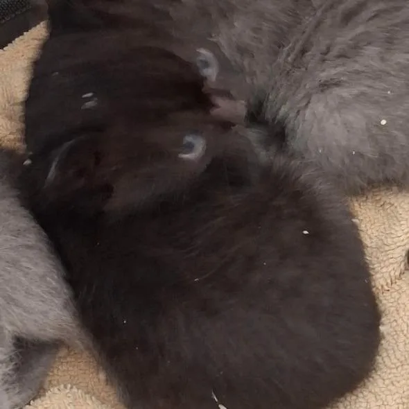 A baby small-sized male Black Domestic Short Hair cat named Batman for adoption in Long Beach, CA