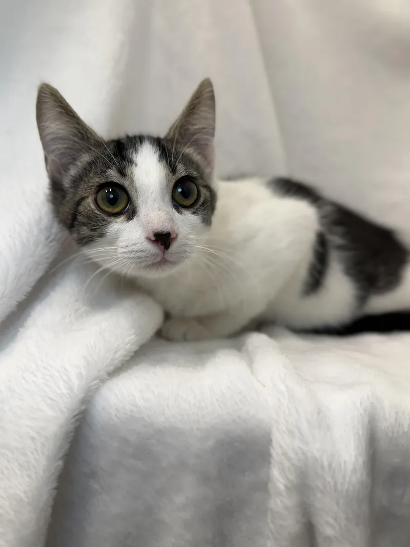 A baby medium-sized female Tabby (Brown / Chocolate) Domestic Long Hair cat named Emma for adoption in Greensboro, NC