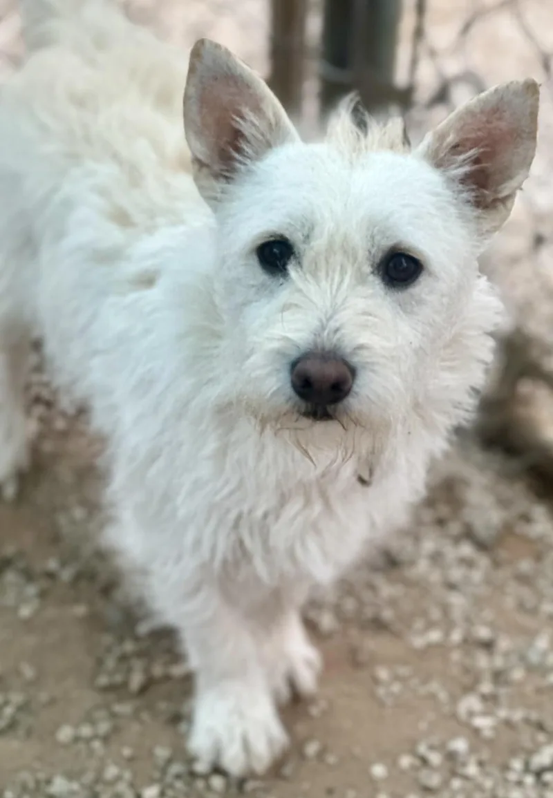 A young small-sized female White / Cream West Highland White Terrier / Westie dog named Cali for adoption in Manhattan Beach, CA
