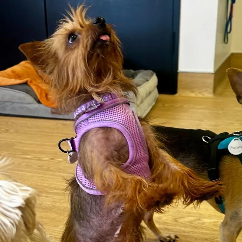 A senior small-sized female Brown / Chocolate Yorkshire Terrier dog named Treasure Island for adoption in San Francisco, CA