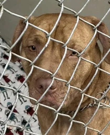 An adult large-sized male Mixed Breed dog named Stark for adoption in Hobart, IN