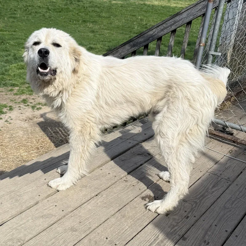 A young extra large-sized male Great Pyrenees dog named Homer for adoption in Elkins, WV