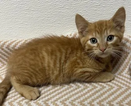 A young small-sized female Domestic Short Hair cat named Atlantis for adoption in Phoenix, AZ