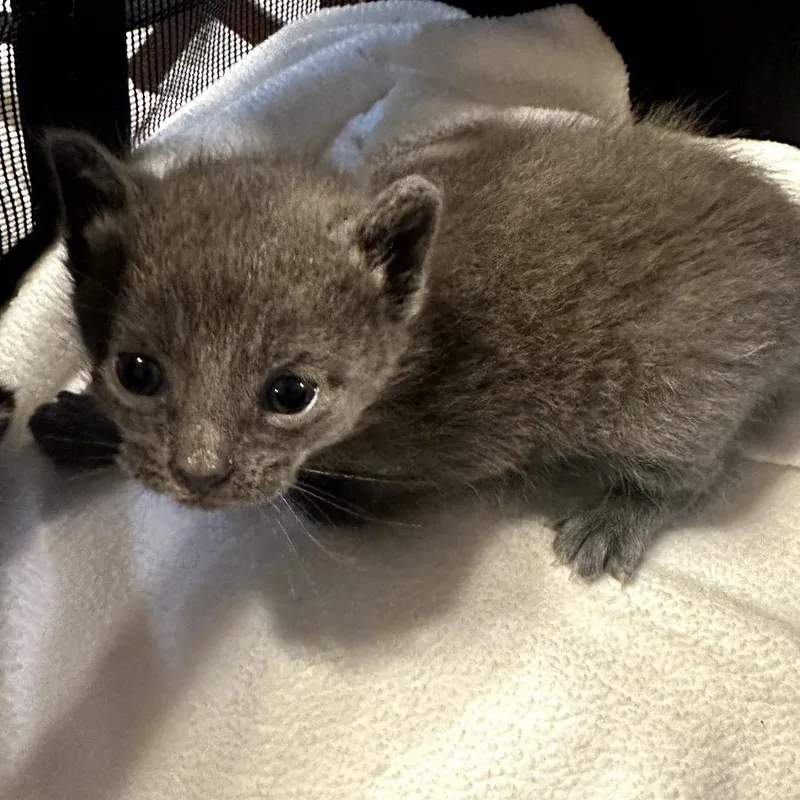A baby small-sized female Gray / Blue / Silver Domestic Short Hair cat named Dante for adoption in Manalapan, NJ