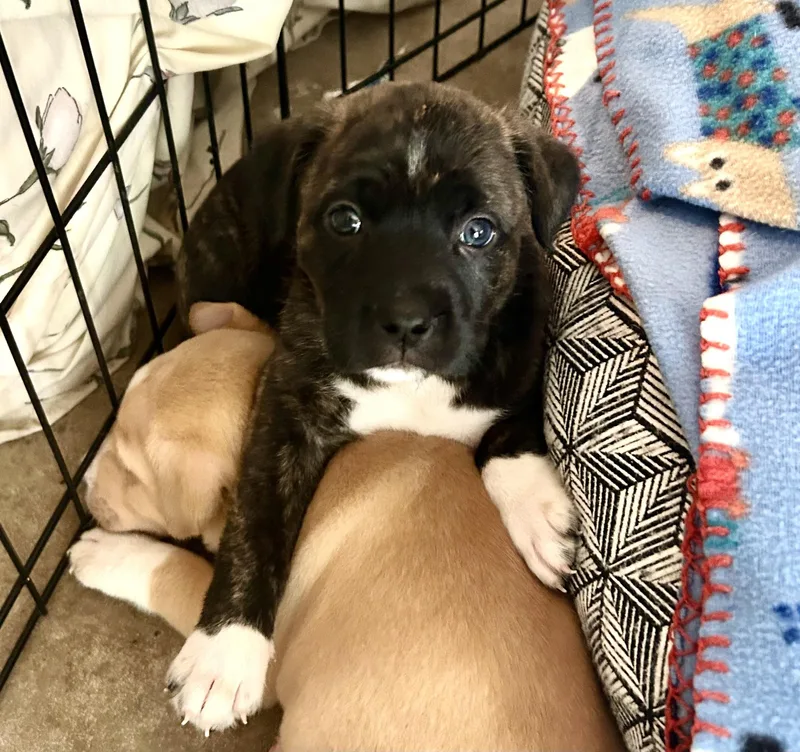 A baby medium-sized female Brindle Shepherd dog named Marena for adoption in Georgetown, TX