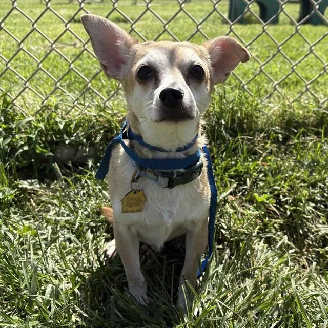 An adult small-sized male Chihuahua dog named Jack Jack for adoption in Modesto, CA