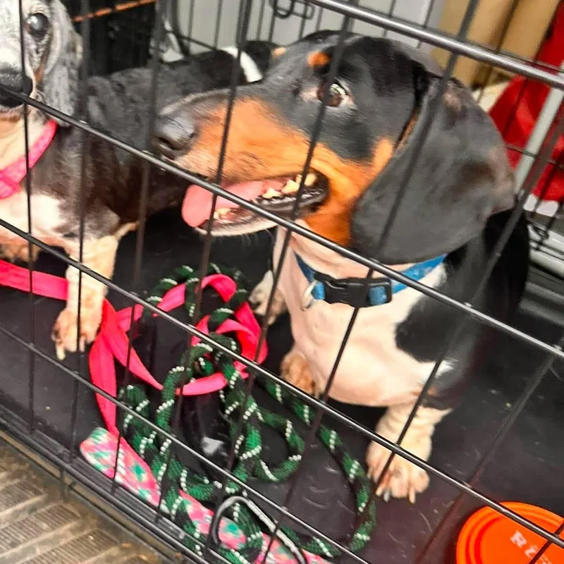 An adult small-sized male Tricolor (Brown, Black, & White) Dachshund dog named Squirt for adoption in Rochester, NY