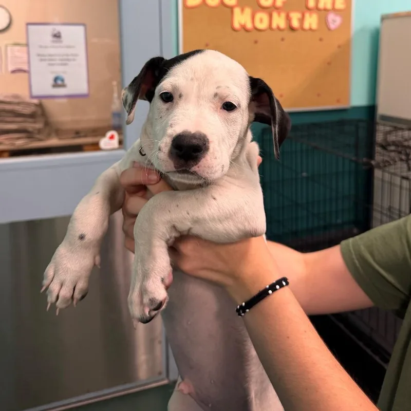 A baby medium-sized male White / Cream Pit Bull Terrier dog named Cinnabar for adoption in South Elgin, IL
