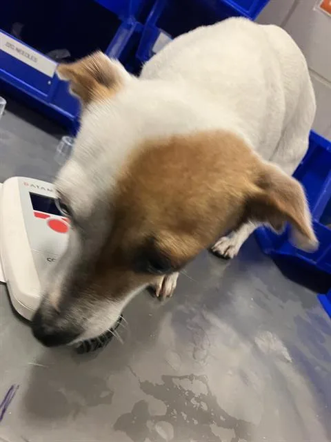 A young small-sized female Mixed Breed dog named Margo for adoption in Dallas, TX