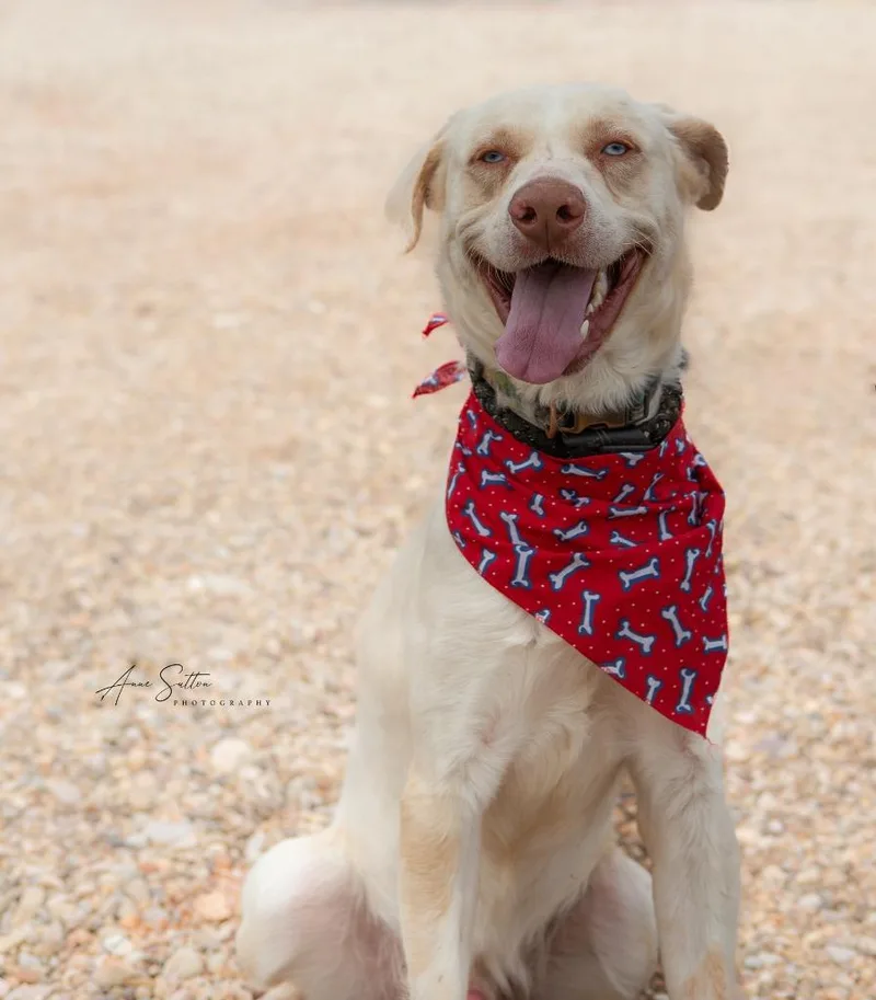An adult medium-sized male Mixed Breed dog named Buddy for adoption in Hot Springs, SD