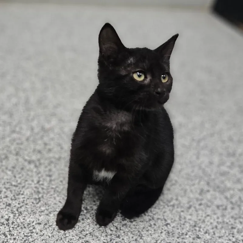 A baby medium-sized female Black Domestic Medium Hair cat named Marvin the Martian for adoption in Monticello, IA