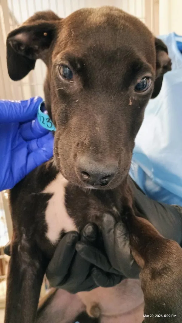 A baby medium-sized male Pit Bull Terrier dog named Florian for adoption in San Diego, CA