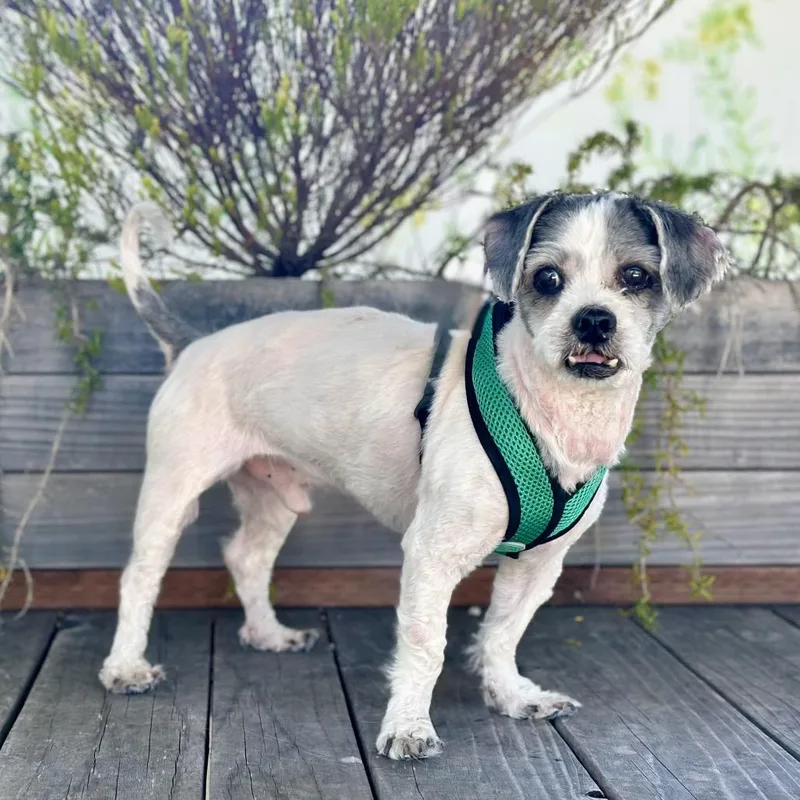 A senior small-sized male White / Cream Shih Tzu dog named Franc for adoption in Pacific Grove, CA