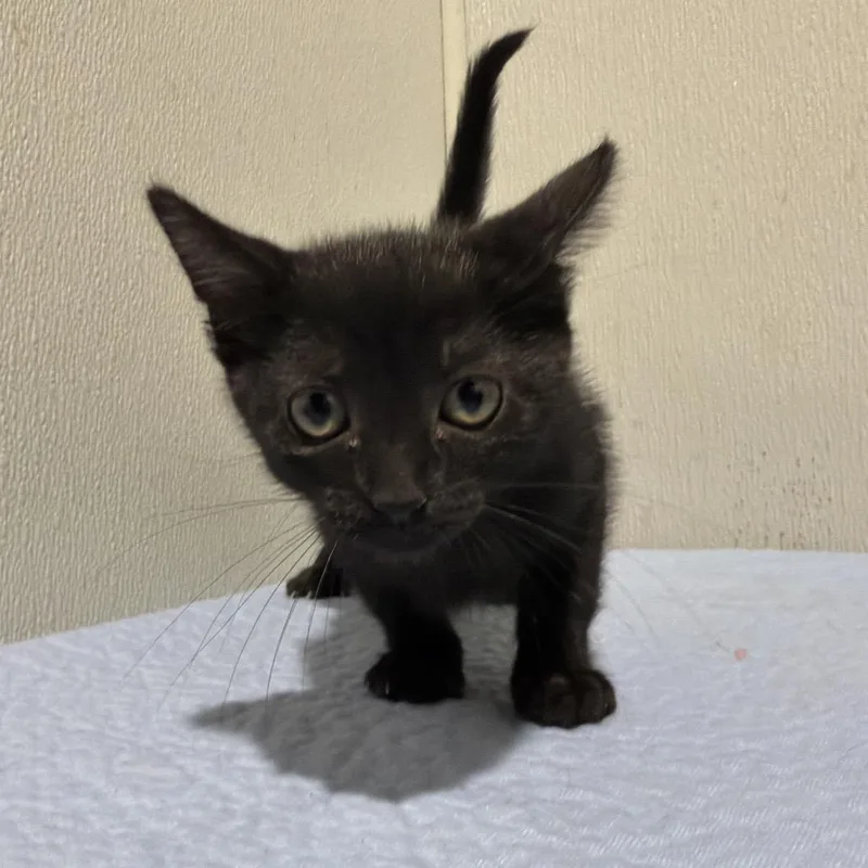 A baby small-sized female Black Domestic Short Hair cat named Shakira for adoption in Tampa, FL