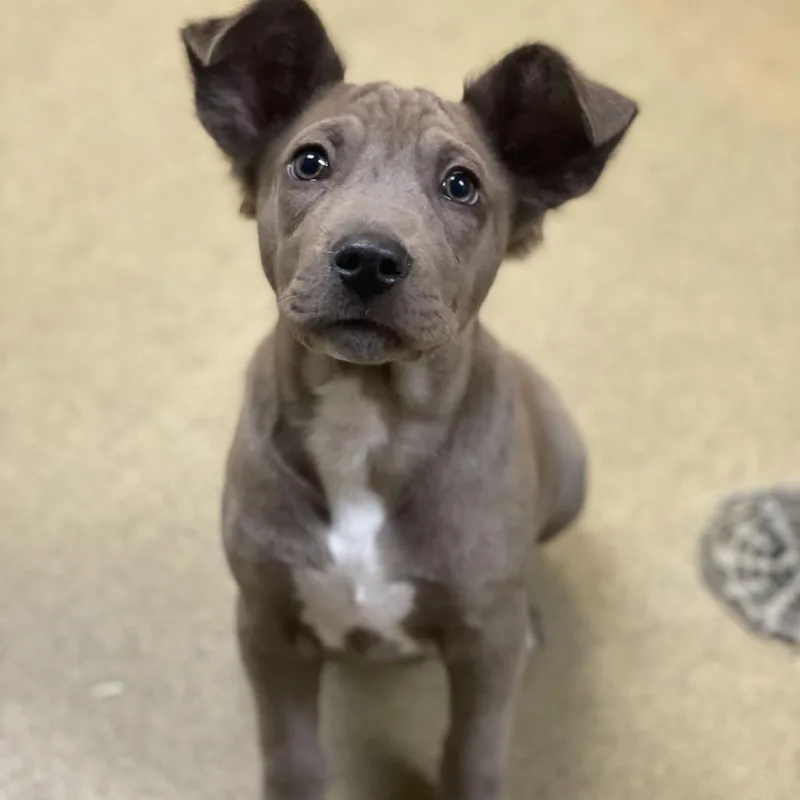 A baby small-sized female Gray / Blue / Silver German Shepherd Dog dog named Margot for adoption in Riverside, CA