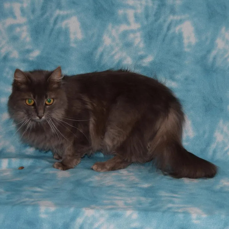 Gigi