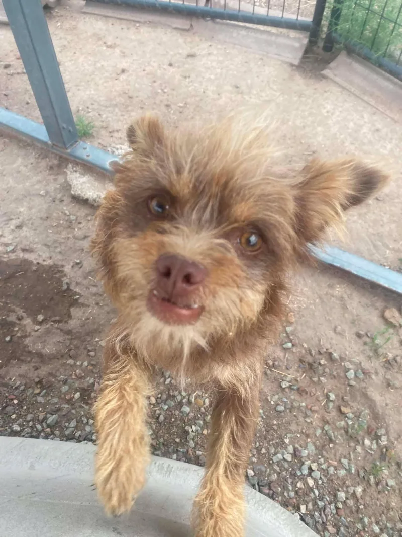 A young small-sized female Yellow / Tan / Blond / Fawn Terrier dog named Anchovy for adoption in Uxbridge, MA