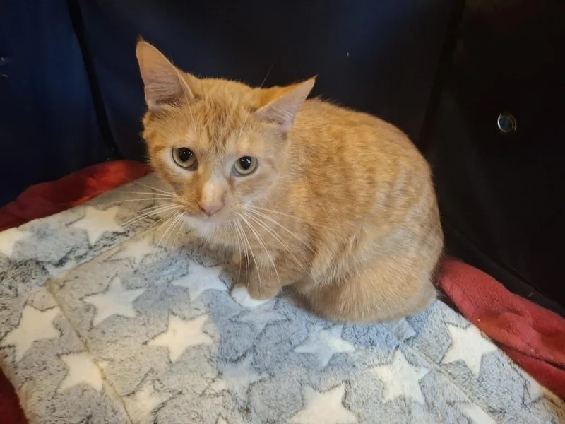 An adult medium-sized female Domestic Short Hair cat named Guinevere G. for adoption in Peoria, IL