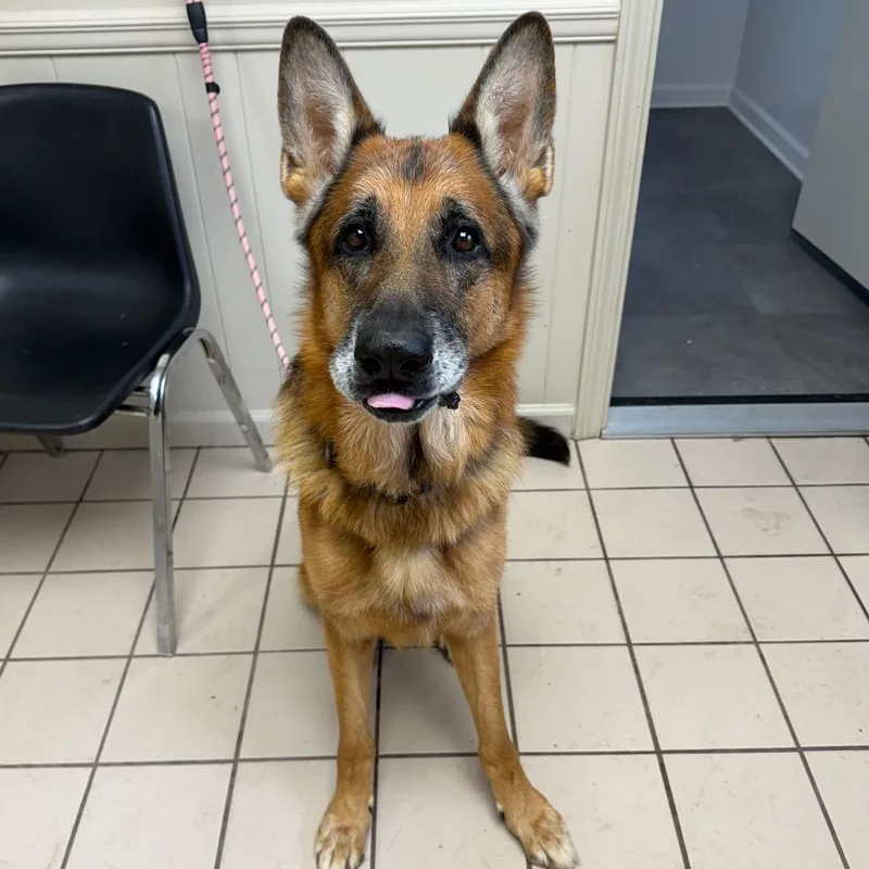 A senior large-sized male German Shepherd Dog dog named TUSCStray for adoption in Tuscaloosa, AL
