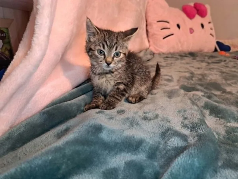 A baby medium-sized female Gray & White Domestic Short Hair cat named Chalupa for adoption in Dutton, VA