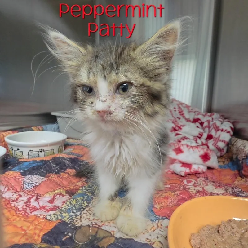 Peppermint Patty